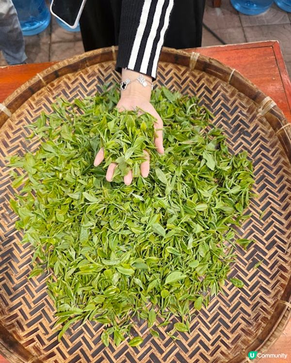 原來清遠好好玩 ~~ DAY 2 ( 英德茶莊採茶 X 趁墟掃貨 X 浸溫泉 ) @ 清遠新世界酒店 ( 清遠 )