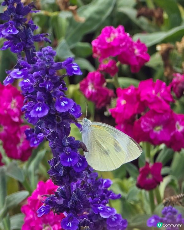 香港花卉展覽 2026