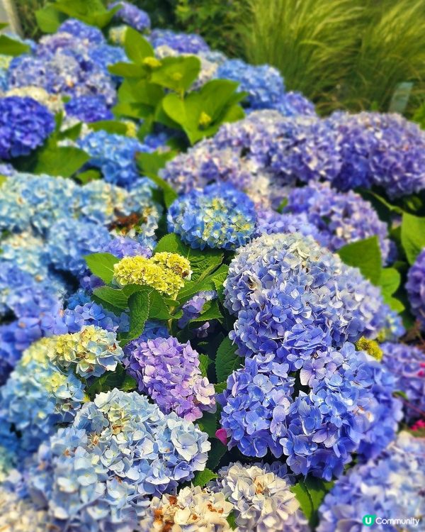 香港花卉展覽 2026