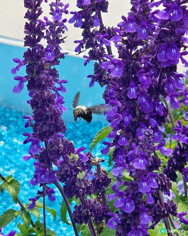 香港花卉展覽 2026