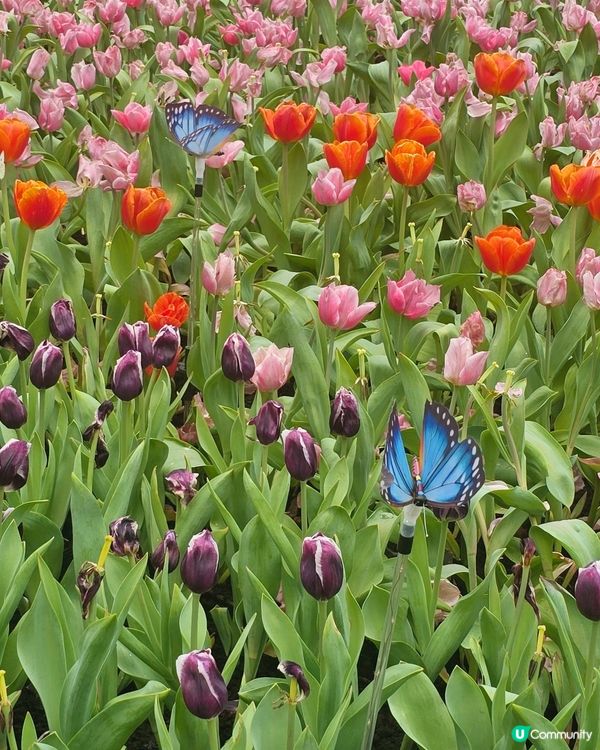 香港花卉展覽 2026