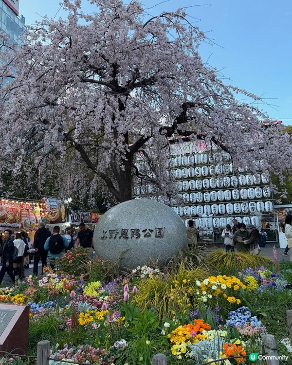上野恩賜公園🌸超美的櫻花