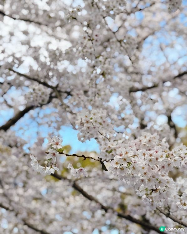 上野恩賜公園🌸超美的櫻花