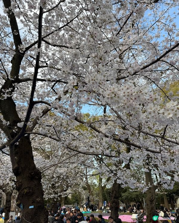 上野恩賜公園🌸超美的櫻花