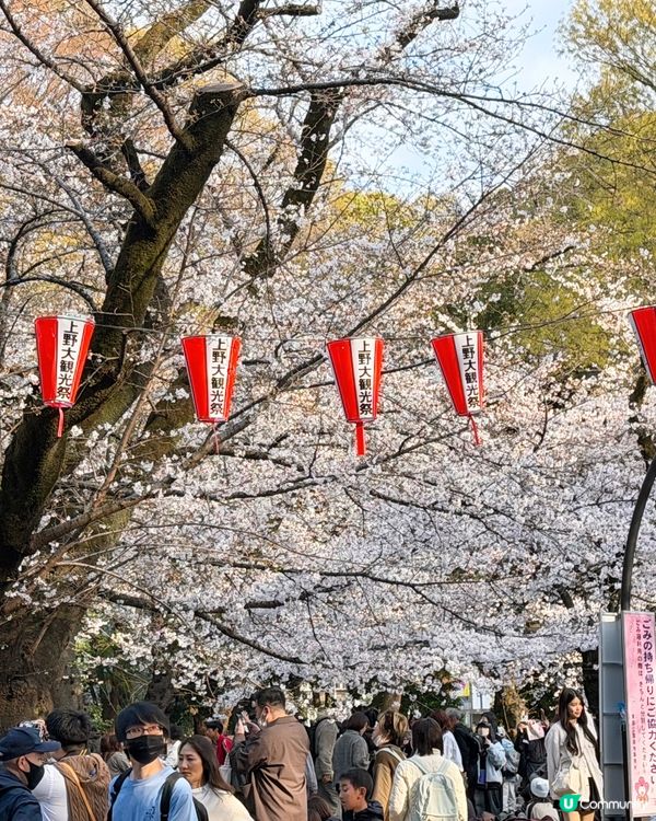 上野恩賜公園🌸超美的櫻花