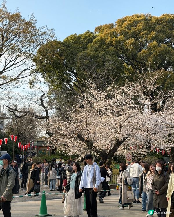 上野恩賜公園🌸超美的櫻花