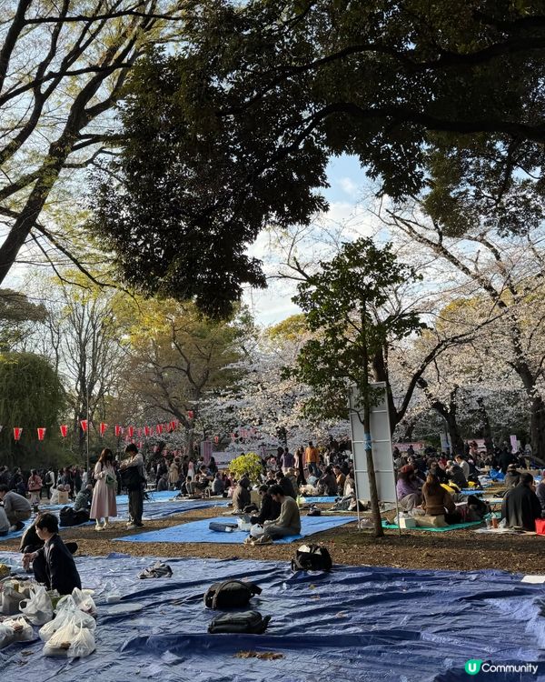 上野恩賜公園🌸超美的櫻花