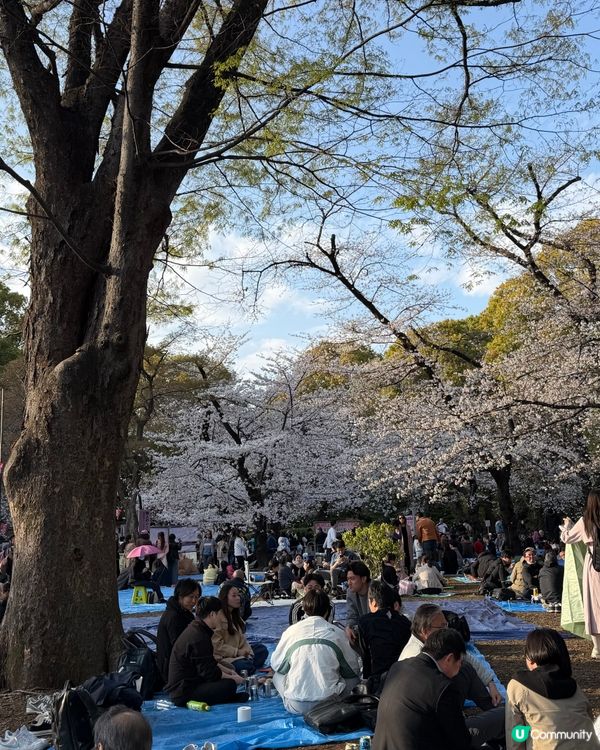 上野恩賜公園🌸超美的櫻花