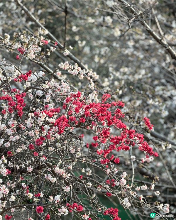 上野恩賜公園🌸超美的櫻花
