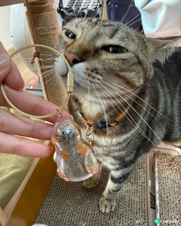 貓奴寶藏！貓毛鎖匙扣handmade！🐱✨