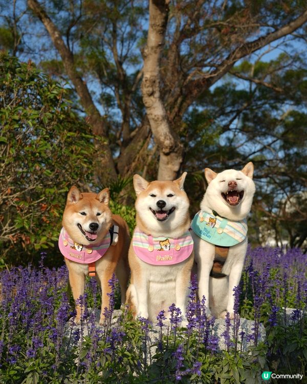 🌴週末好去處·葵涌公園🌳