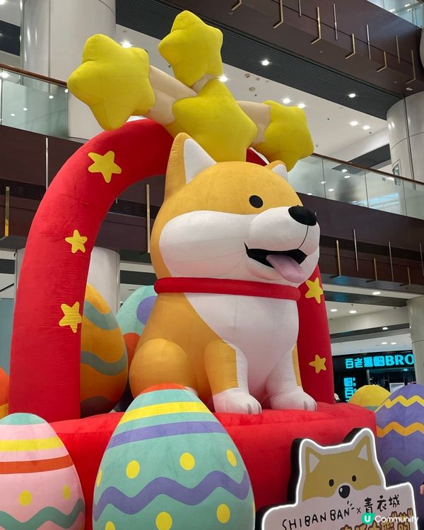 青衣城和柴犬玩遊戲