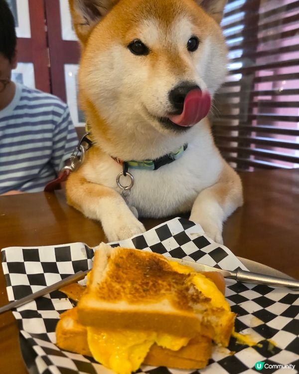 幾好坐嘅一間cafe, 食物質素唔錯, 價錢合理, 對寵物十...