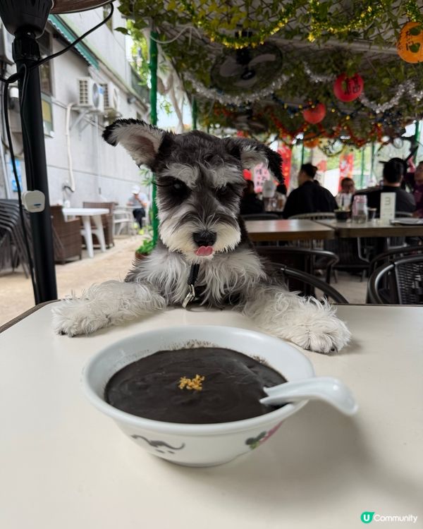 西貢隱世茶座：帶埋狗狗食餐蛋麵 + 每日新鮮磨製黑芝麻糊！