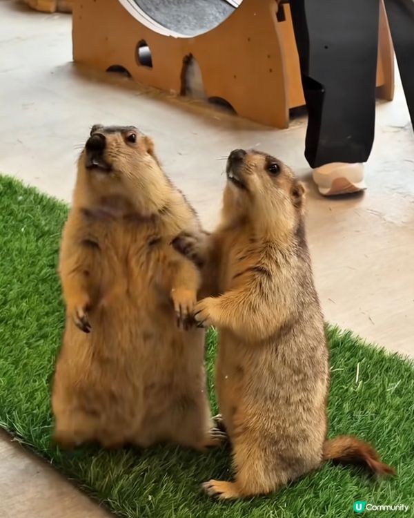 丸子萌爆！大阪新寵土撥鼠Cafe 🐹💖