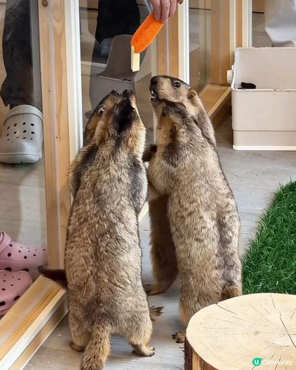 丸子萌爆！大阪新寵土撥鼠Cafe 🐹💖