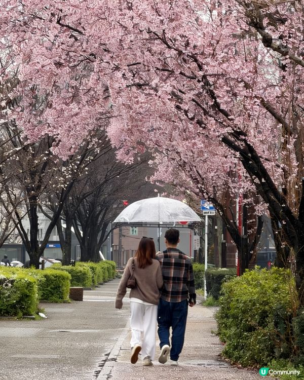 名古屋櫻花初開🌸！