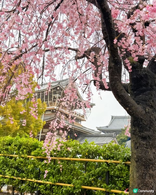 名古屋櫻花初開🌸！