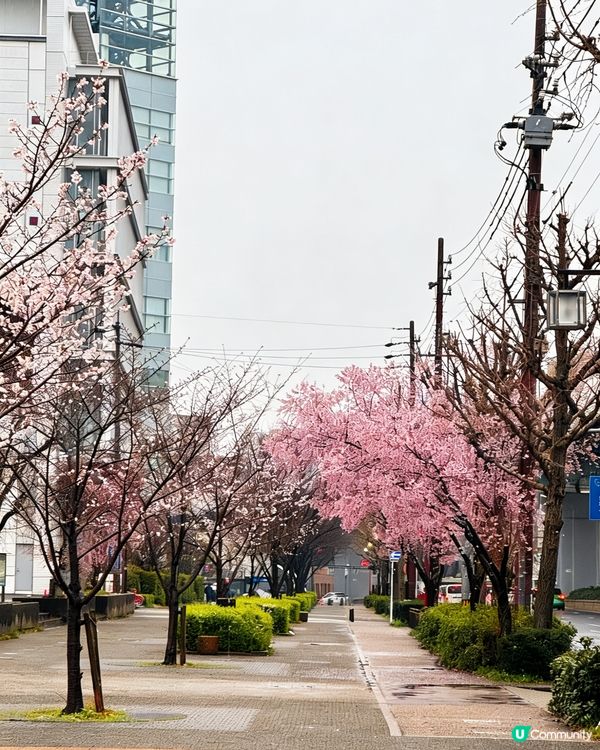名古屋櫻花初開🌸！