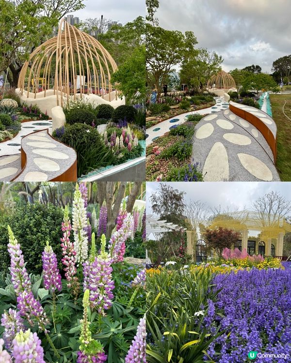 🌺🤩2026粵港澳大灣區花展