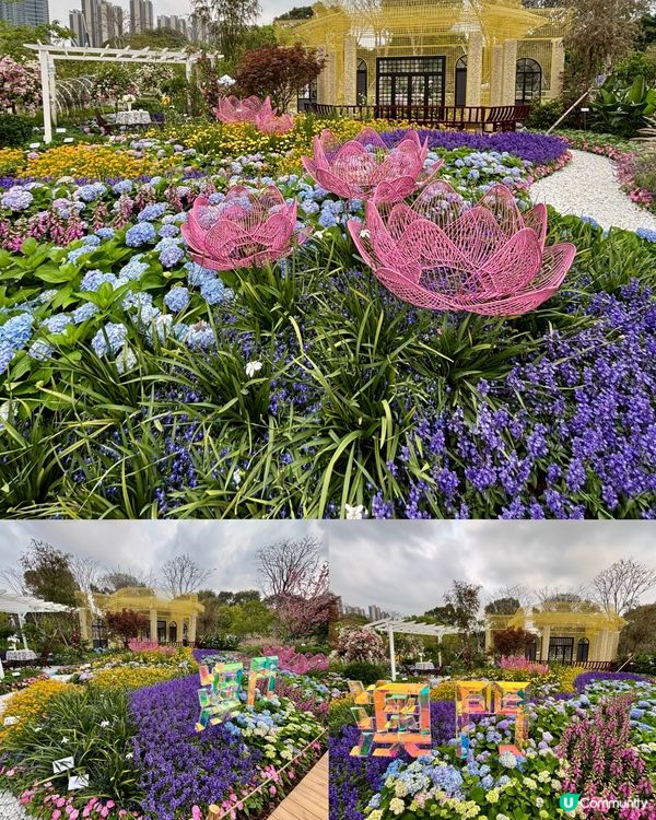 🌺🤩2026粵港澳大灣區花展