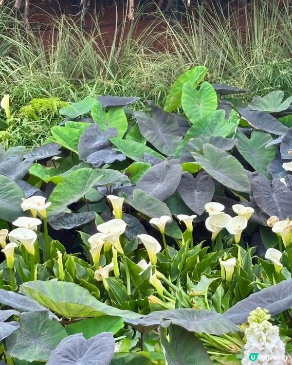 🌺🤩2026粵港澳大灣區花展