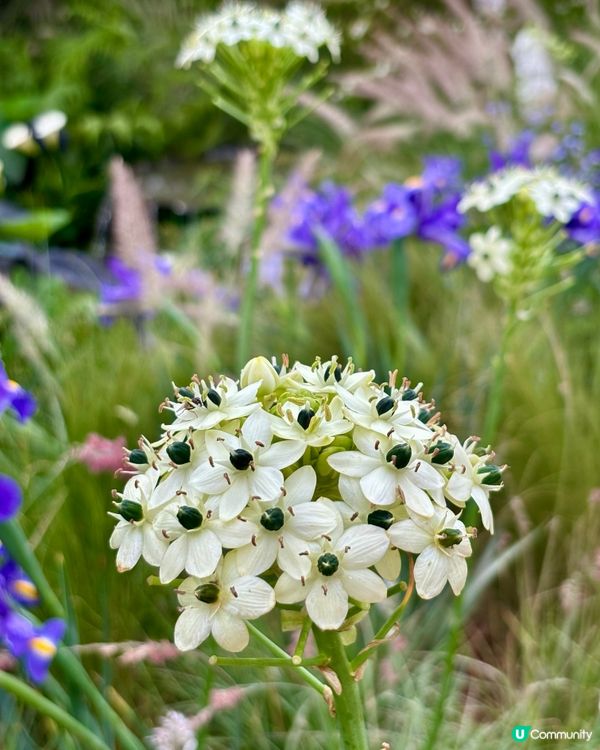 🌺🤩2026粵港澳大灣區花展
