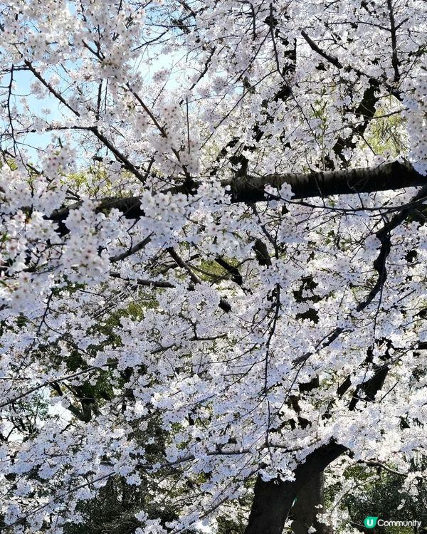 東京賞櫻攻略🇯🇵上野公園🌸人山人海！