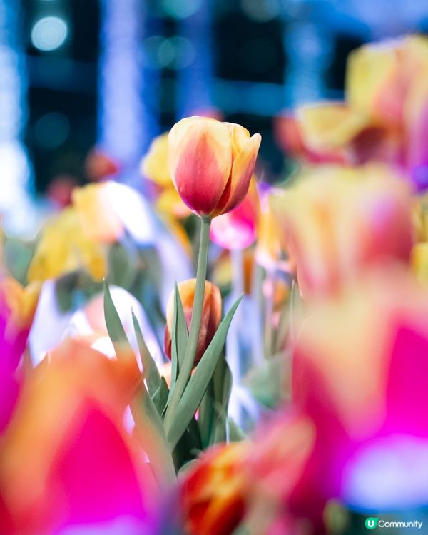 香港花卉展覽2026