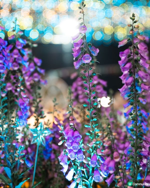 香港花卉展覽2026