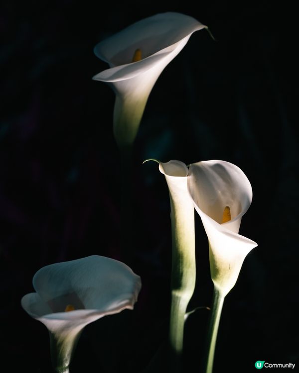 香港花卉展覽2026