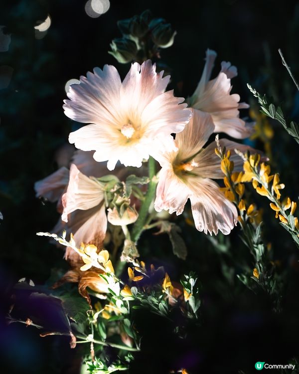 香港花卉展覽2026