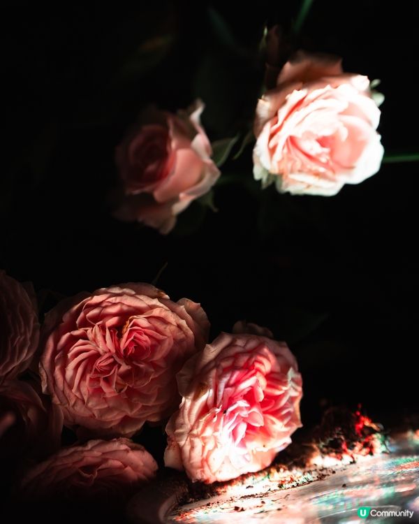 香港花卉展覽2026