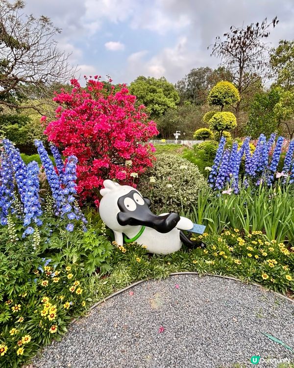 大灣區花展🌺 深圳打卡必去！