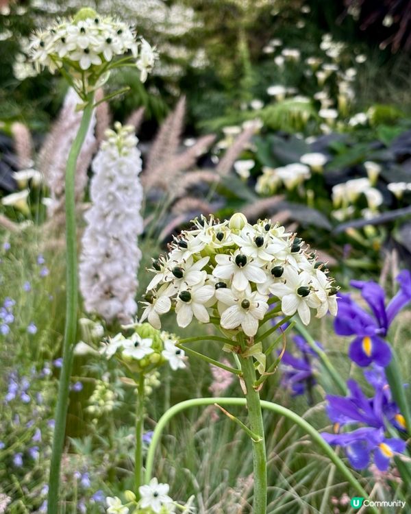 大灣區花展🌺 深圳打卡必去！