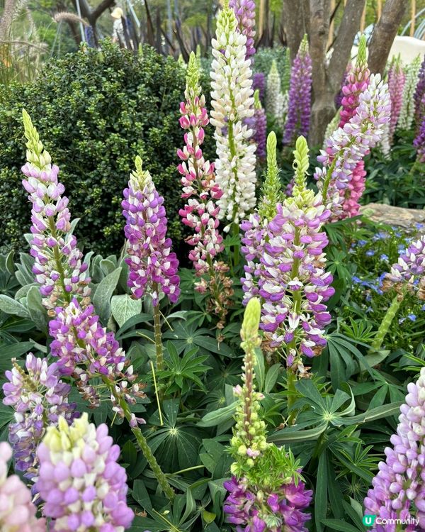 大灣區花展🌺 深圳打卡必去！