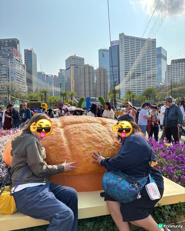 2026年維園花展·紫羅蘭🌸打卡必影位！