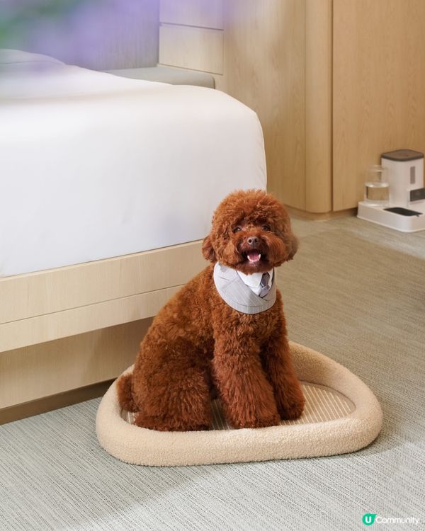 【寵主召集🐾】請您同主子免費去Staycation！