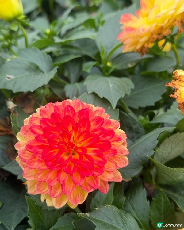 2026 Edward第2次黎花展啦~