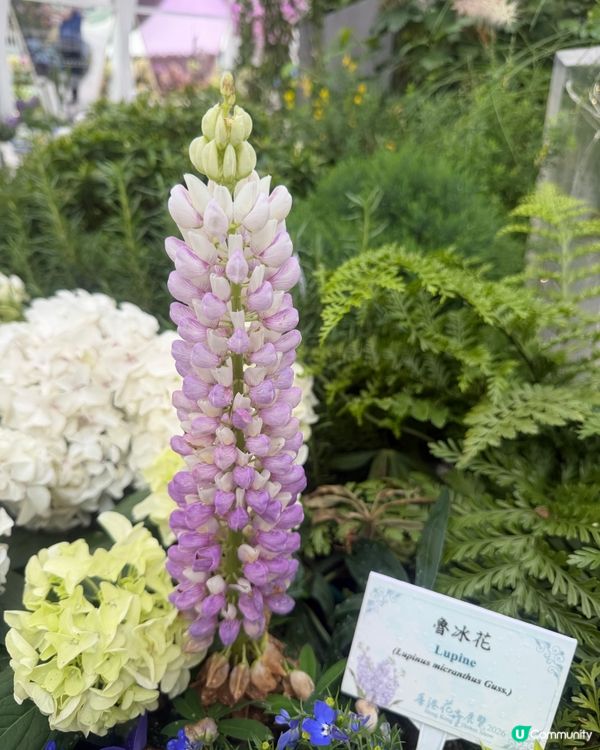 2026 Edward第2次黎花展啦~