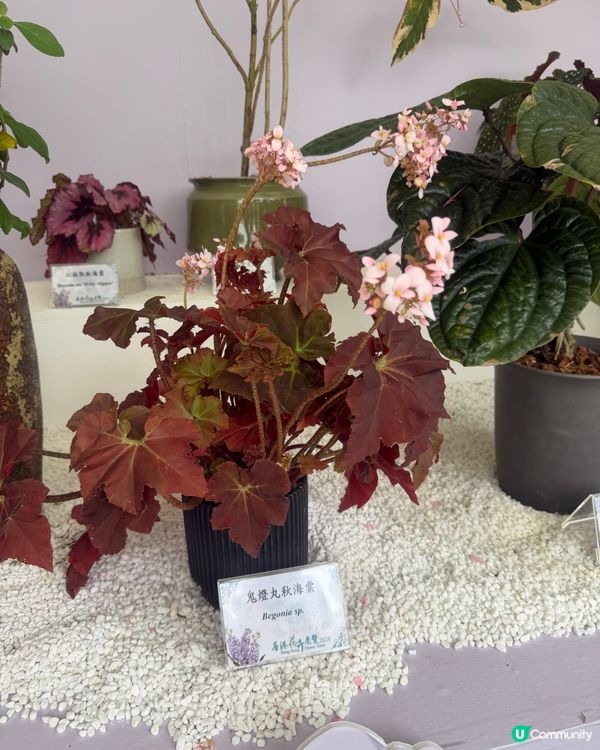 2026 Edward第2次黎花展啦~