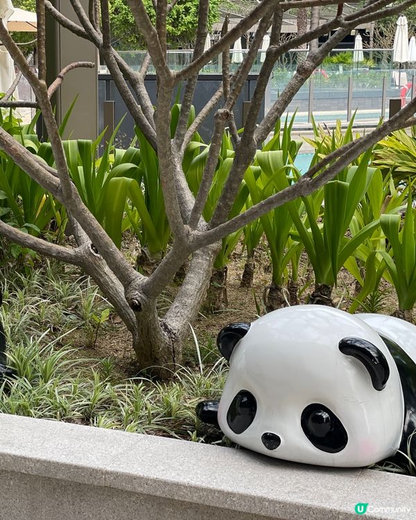 甜品天堂+熊貓海洋🐱🐼 🍜🎉