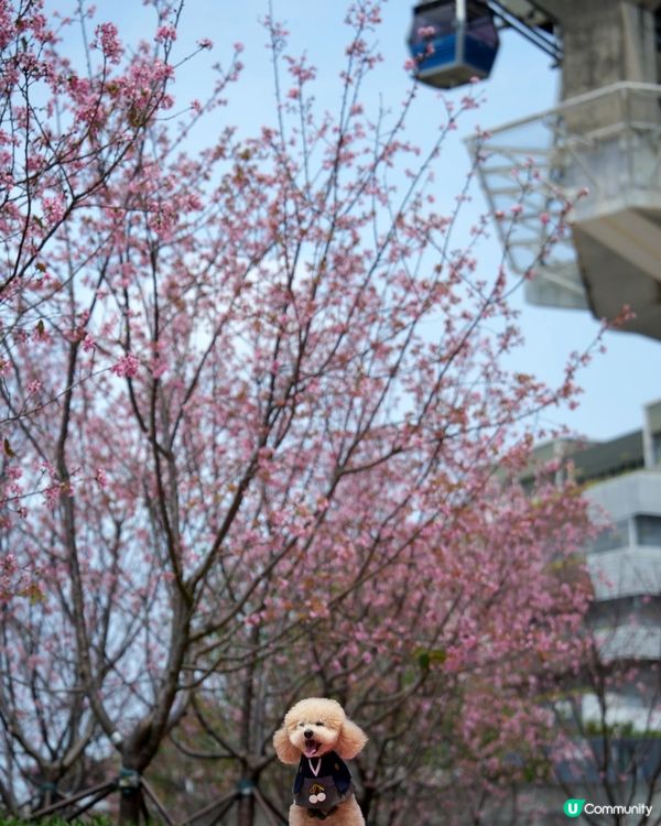 東涌櫻花園