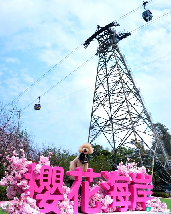 東涌櫻花園