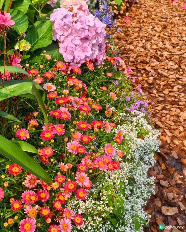 今年大灣區花展靚到爆！🌸🌳