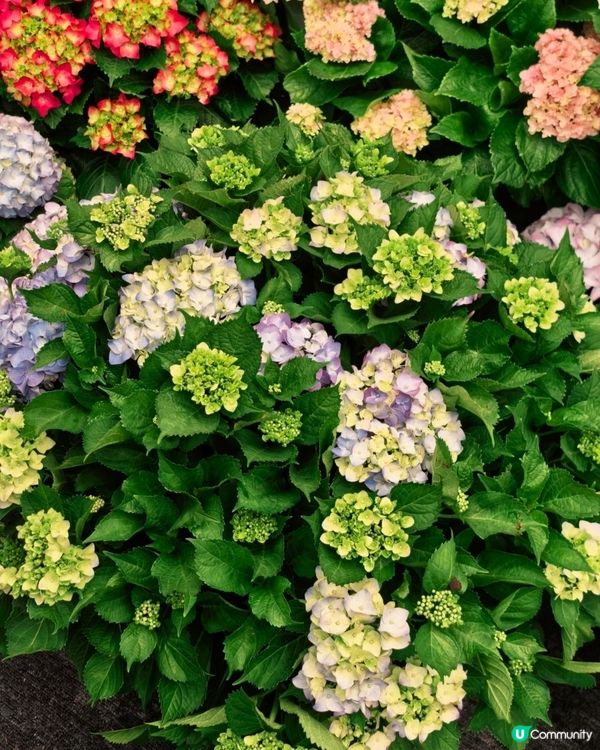 今年大灣區花展靚到爆！🌸🌳