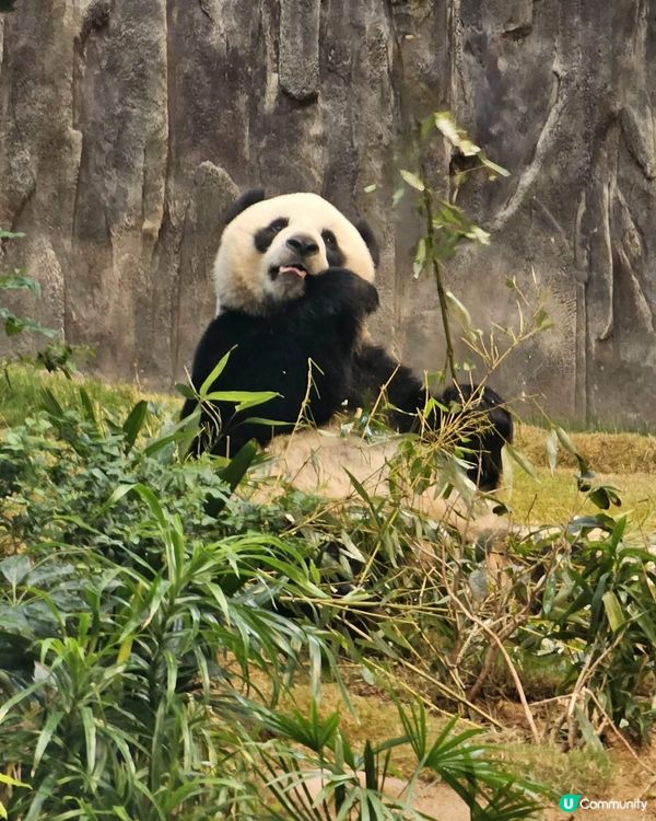 海洋公園探險🐼🐠🌊