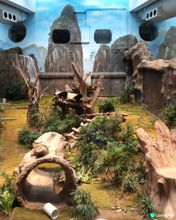 海洋公園探險🐼🐠🌊