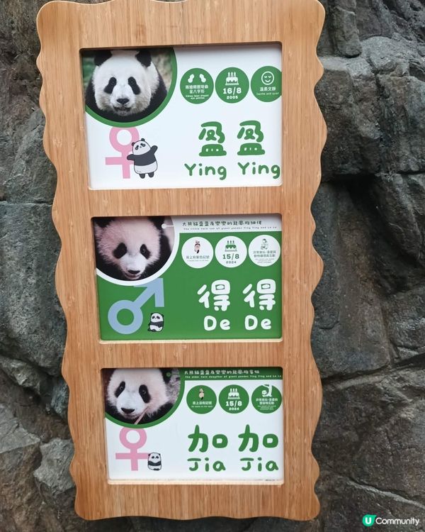 海洋公園探險🐼🐠🌊