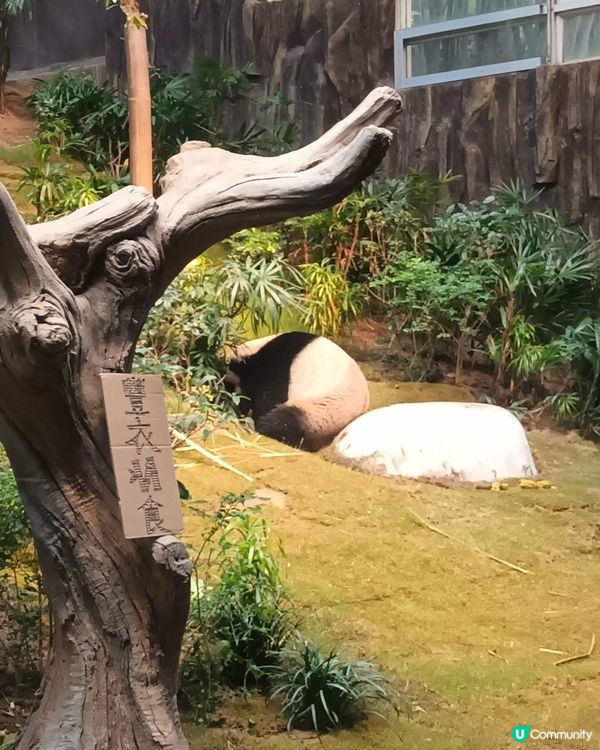 海洋公園探險🐼🐠🌊